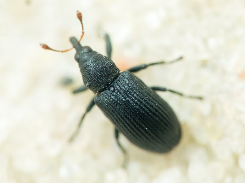 Magdalis (Edo) ruficornis (Linnaeus, 1758)